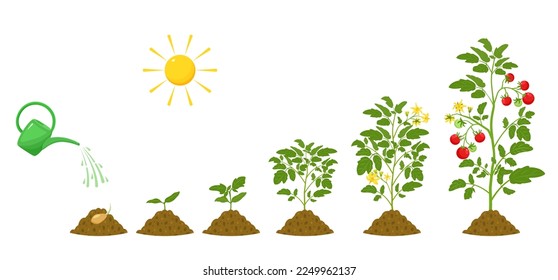 Stages of growth of tomatoes. Irrigation and conditions for plant germination in agriculture. Botanical infographic.