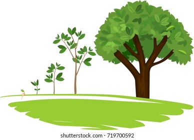 Stages Of Growth Of A Tree From A Seed. Life Cycle Of A Tree: From Seed To Large Tree