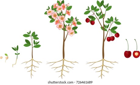 Stages of growth of tree from seed. Life cycle of cherry tree