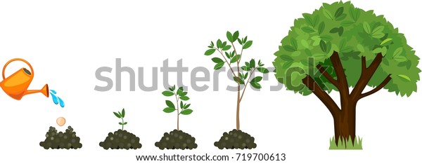 種から木が成長する段階 ツリーのライフサイクル 種から大きな木へ植物への水やり のベクター画像素材 ロイヤリティフリー