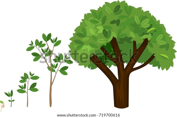 Stages Growth Tree Seed Life Cycle Stock Vector (Royalty Free ...