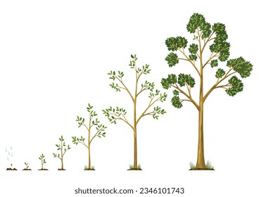 Stages growth of tree from seed. Watering the seeds from cloud rain. Collection of trees from small to large. Green tree with leaf growth steps. Illustration of business cycle development