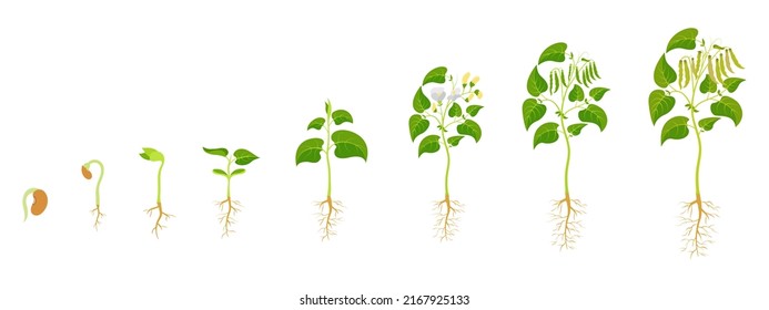 Stages growthf green beans. Legume development infographic.