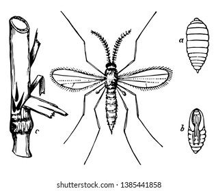 Stages Of The Hessian Fly May Pose A Serious Threat To Wheat, Vintage Line Drawing Or Engraving Illustration.