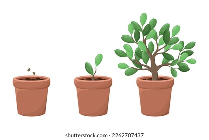 Stages of home plant growth. Seeds, shoot and tree. In the clay pot. White background. Isolated. Vector illustration. Green leaves. Garden. Icon. Sticker. Collection. Colorful.