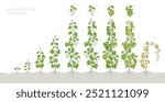 Stages of Hops Growth phenological stages. The life cycle. Vector illustration.