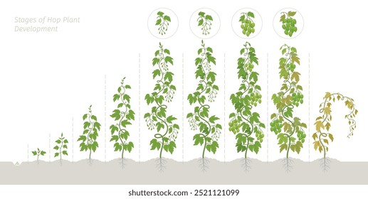 Estágios fenológicos de crescimento do lúpulo. O ciclo de vida. Ilustração vetorial.