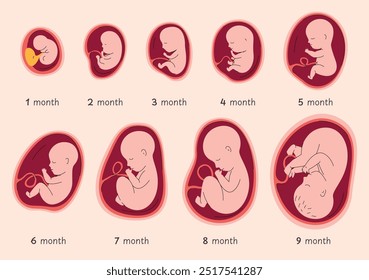 Stages of human embryo development. Stages of pregnancy. Birth of a child. Vector illustration