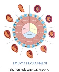 Fases de infografía vectorial de desarrollo de embriones humanos. Tabla de semanas, meses y trimestres del embarazo. Esquema de evolución de embriones.