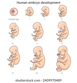 Stages of human embryo fetal development diagram hand drawn schematic vector illustration. Medical science educational illustration
