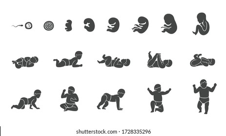 stages human embryonic development icon set flat design
