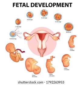 Stages human embryonic development illustration