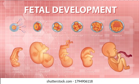 Embryonic Stage Images, Stock Photos & Vectors | Shutterstock