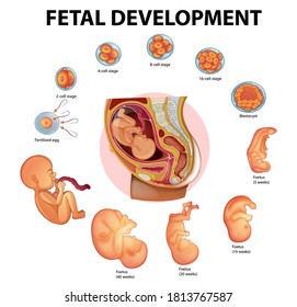 Stages human embryonic development illustration