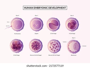 Stages of human embryonic development.from ovulation to implantation. Fetal development