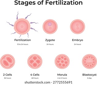 Stages of Human Fertilisation and Embryonic Development Design Vector