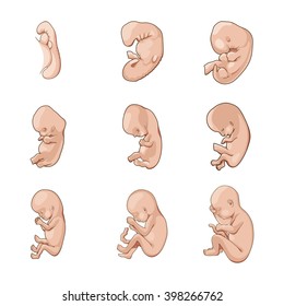 Stages of human fetal development  schematic vector illustration. Medical science educational illustration