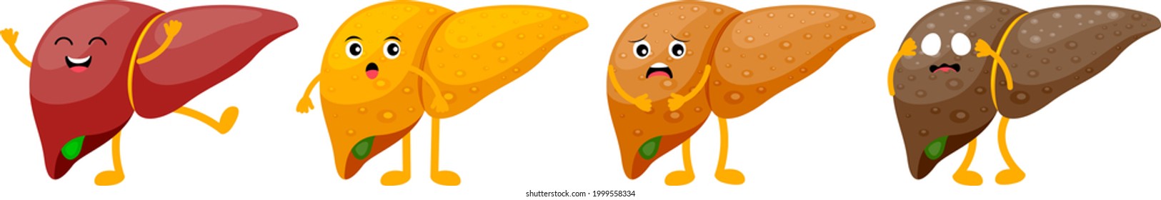 Stages of human liver damage. Liver cartoon character. Healthy, fatty, fibrosis and Cirrhosis. Vector illustration.