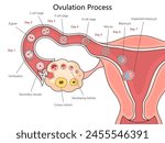 Stages of human ovulation and fertilization from Day 1 to implantation structure diagram hand drawn schematic vector illustration. Medical science educational illustration