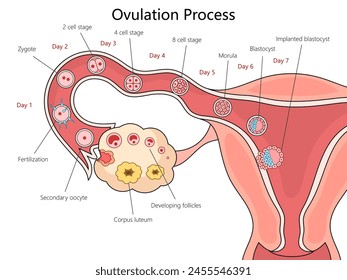 Stages of human ovulation and fertilization from Day 1 to implantation structure diagram hand drawn schematic vector illustration. Medical science educational illustration