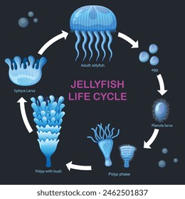 Stages of jellyfish development from egg to adult