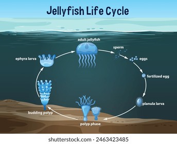 Stages of jellyfish development from egg to adult