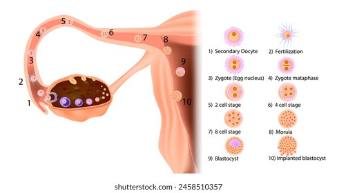 Etapas en el viaje de un óvulo fecundado por el ser humano: desde la ovulación y el movimiento en la trompa de Falopio hasta la implantación en el útero.  