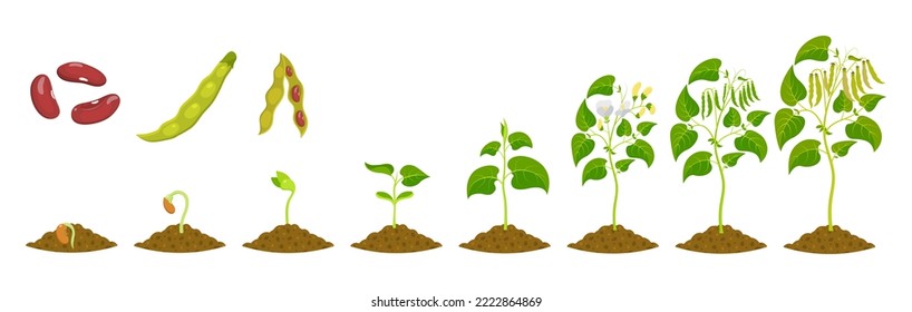 Stages of kidney bean growth. Growing legumes from seed. Seedling development vector illustration