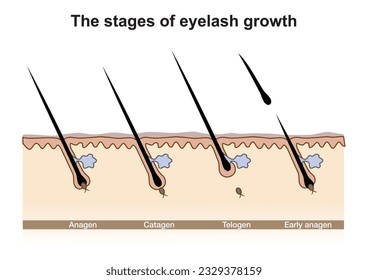 Stages of lash growth. Hair growing cycle. Lash growth phases.