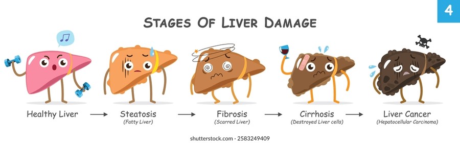 Stages of liver damage . Collection of cute medical cartoon characters about progression of liver disease . Vector .