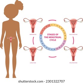 Stages of the Menstrual Cycle Concept illustration