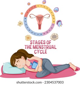 Stages of The Menstrual Cycle illustration