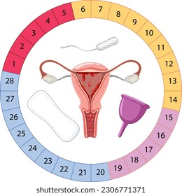 Stages of The Menstrual Cycle illustration