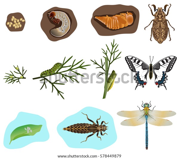 Stages Metamorphosis Beetle Butterfly Dragonfly Stock Vector (Royalty ...