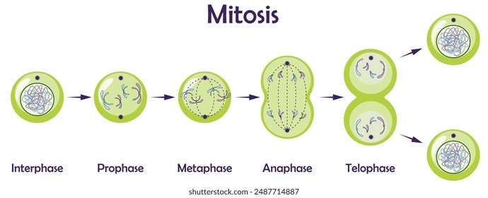 stages of mitosis,  cell cycle, cell division 