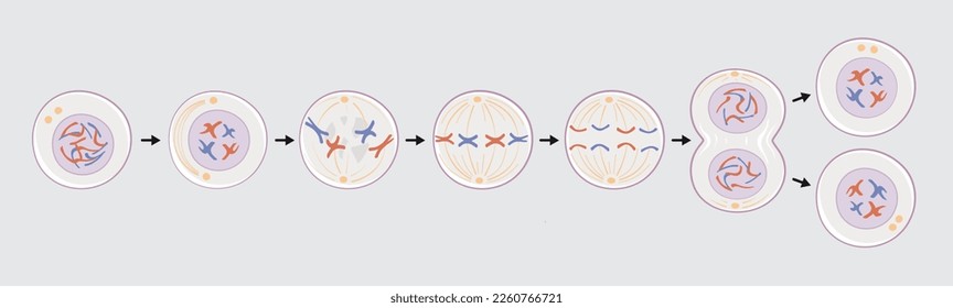 Stages of mitosis division vector.