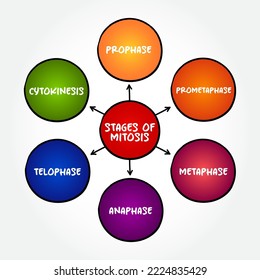 Stages of Mitosis mind map text concept for presentations and reports