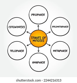 Stages of Mitosis mind map text concept for presentations and reports