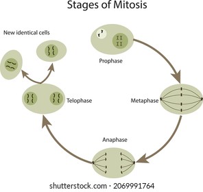 Stages Mitosis Phase Orders Stock Vector (Royalty Free) 2069991764 ...