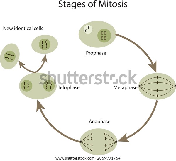 Stages Mitosis Phase Orders Stock Vector (Royalty Free) 2069991764