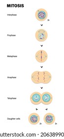 Etapas de Mitosis. Profase, metafase, Anáfase y Teloffase. 