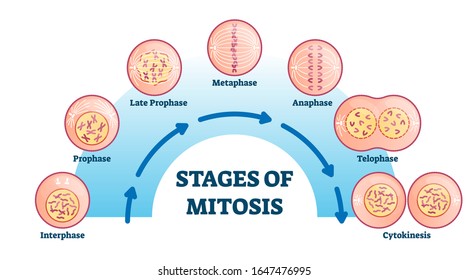 Stages of mitosis, vector illustration diagram. Cell division process, biological phases scheme with interphase, prophase, metaphase, anaphase, telophase and cytocinesis. Life reproduction biology.