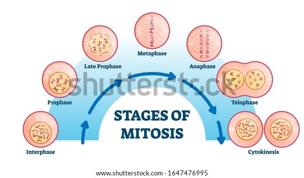 有糸分裂の段階 ベクターイラスト図 細胞分裂過程 生物相は 相間 プロフェーズ メタファーゼ アナファーゼ テロフェーズ 細胞 シネシスを含む 生命複製生物学 のベクター画像素材 ロイヤリティフリー