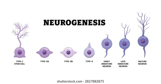 Stages of neurogenesis stages from stem cell to early, immature and mature neuron. Neuron development process stages. Brain cells growth. Proliferation, differentiation and survival steps.