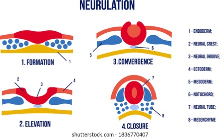 Stages Of Neurulation. Neural Tube Formation. Vector Illustration.