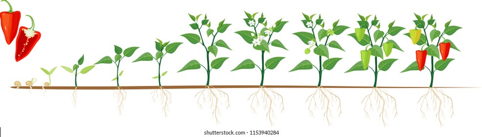 Stages Of Pepper Growth From Seed And Sprout To Harvest. Plants Showing Root System Below Ground Level