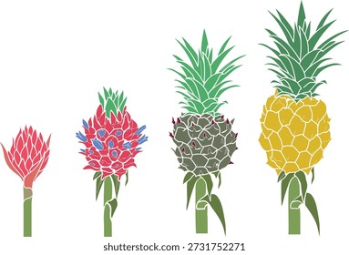 Stages of pineapple development from inflorescence to ripe fruit