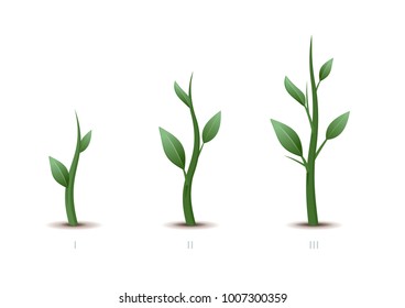 Stages of plant growth. Green sprout grows from the ground isolated on white background. Vector illustration.