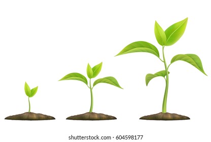 Stages of plant growth. Green sprout grows from the ground. Realistic vector illustration. It symbolizes life and development and ecology. - Shutterstock ID 604598177