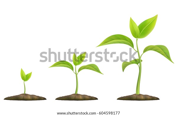 植物の成長の段階 もやしは地面から生える リアルなベクターイラスト 生命 発展 生態を象徴する のベクター画像素材 ロイヤリティフリー